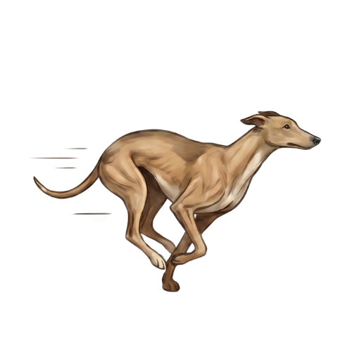 Greyhound illustration showing breed characteristics
